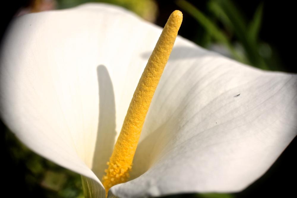 Photo of Calla Lily (Zantedeschia aethiopica) uploaded by NEILMUIR1