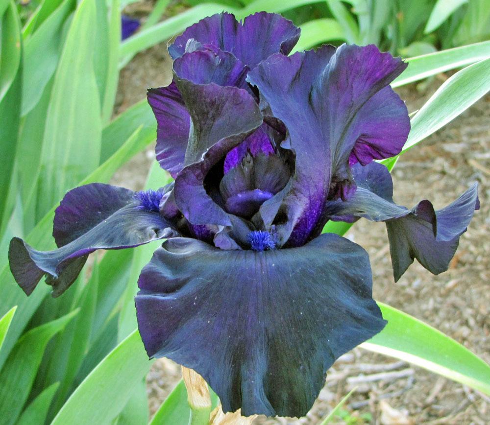 Photo of Tall Bearded Iris (Iris 'Black Suited') uploaded by TBGDN