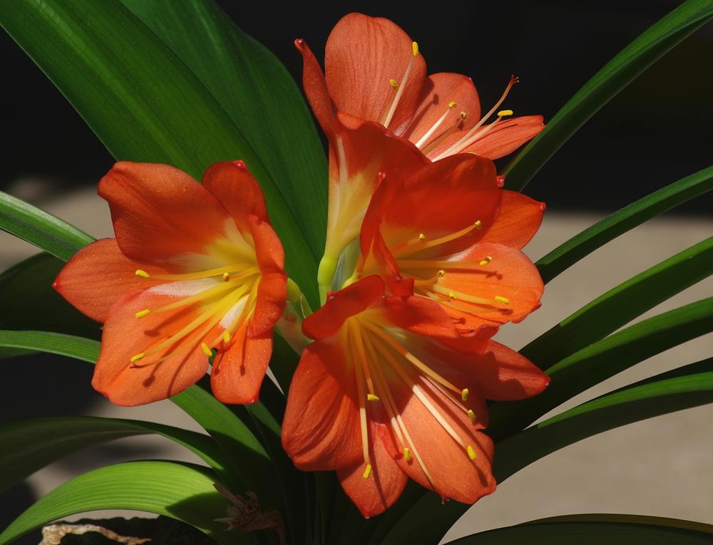 Photo of Fire Lily (Clivia miniata) uploaded by dirtdorphins