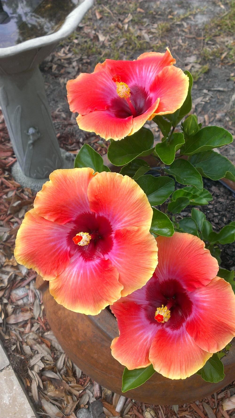 Photo of Tropical Hibiscus (Hibiscus rosa-sinensis 'Cosmic Dancer') uploaded by qwilter