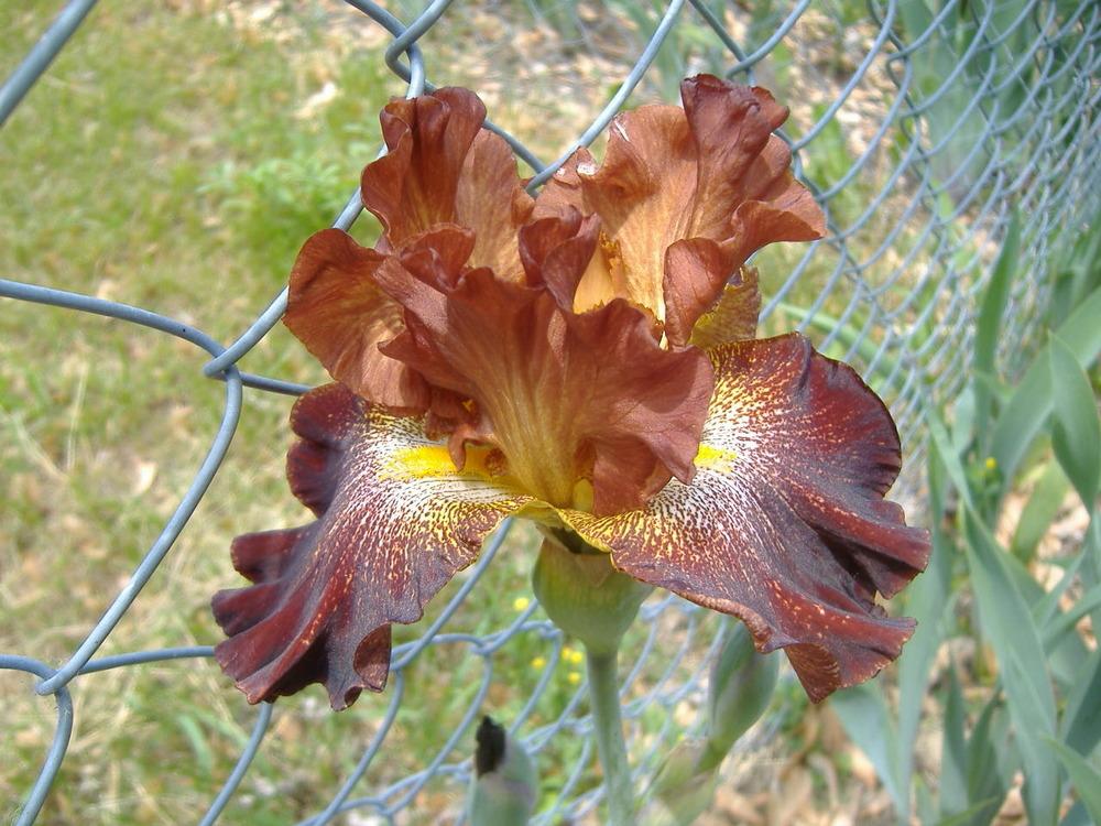 Photo of Tall Bearded Iris (Iris 'Crimson Twist') uploaded by tveguy3