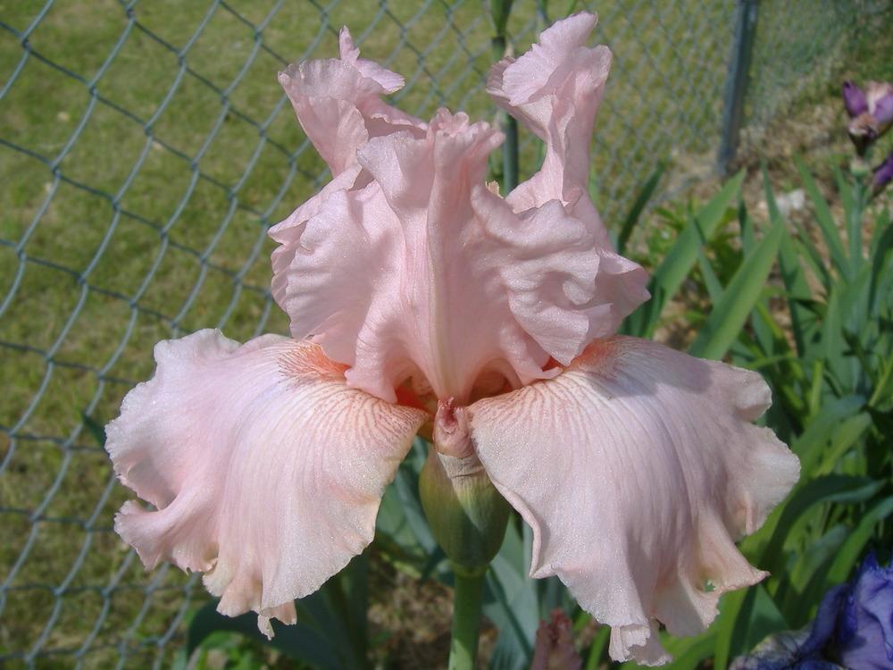 Photo of Tall Bearded Iris (Iris 'Quiet Reflections') uploaded by tveguy3