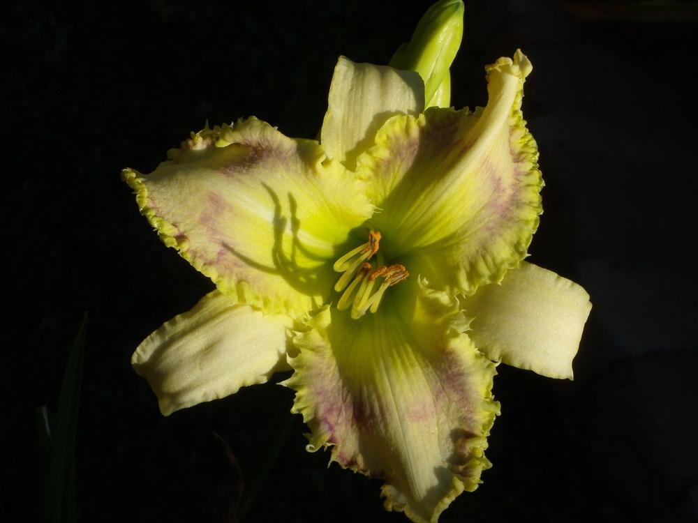 Photo of Daylily (Hemerocallis 'Green Grinder') uploaded by Betja