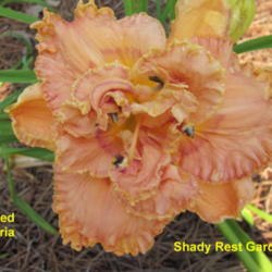 Location: Shady Rest Gardens Cartersville, GA.
Date: 2011-06-02