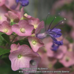 Location: Georgia, USA
Date: Early Summer
Purple bloom & mauve calyces