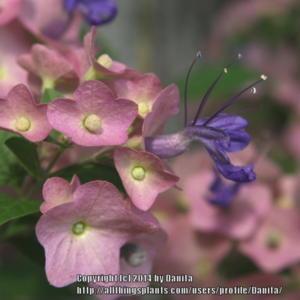 Purple bloom & mauve calyces