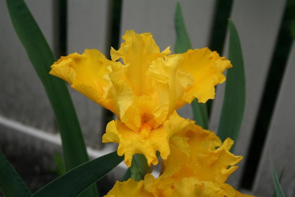Photo of Tall Bearded Iris (Iris 'Glitter Gulch') uploaded by KentPfeiffer
