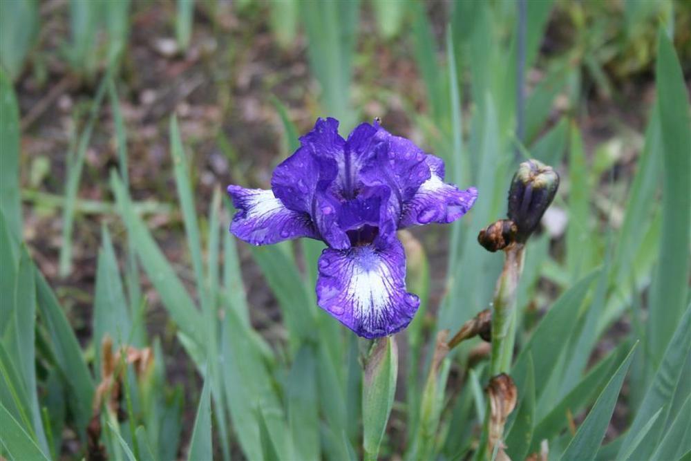 Photo of Standard Dwarf Bearded Iris (Iris 'Flashed') uploaded by KentPfeiffer