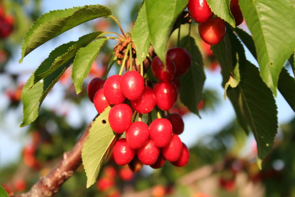 Sweet Cherries Plant Care And Collection Of Varieties