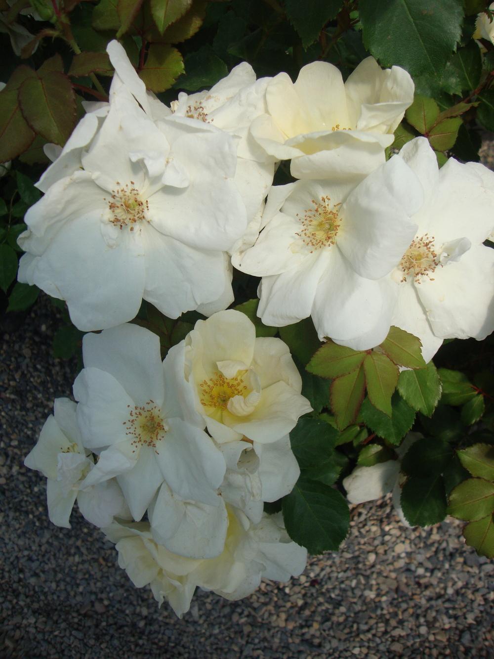 Photo of Rose (Rosa 'White Out') uploaded by Paul2032