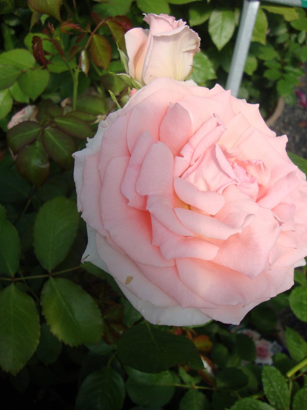 Photo of Rose (Rosa 'Pearly Gates') uploaded by Paul2032