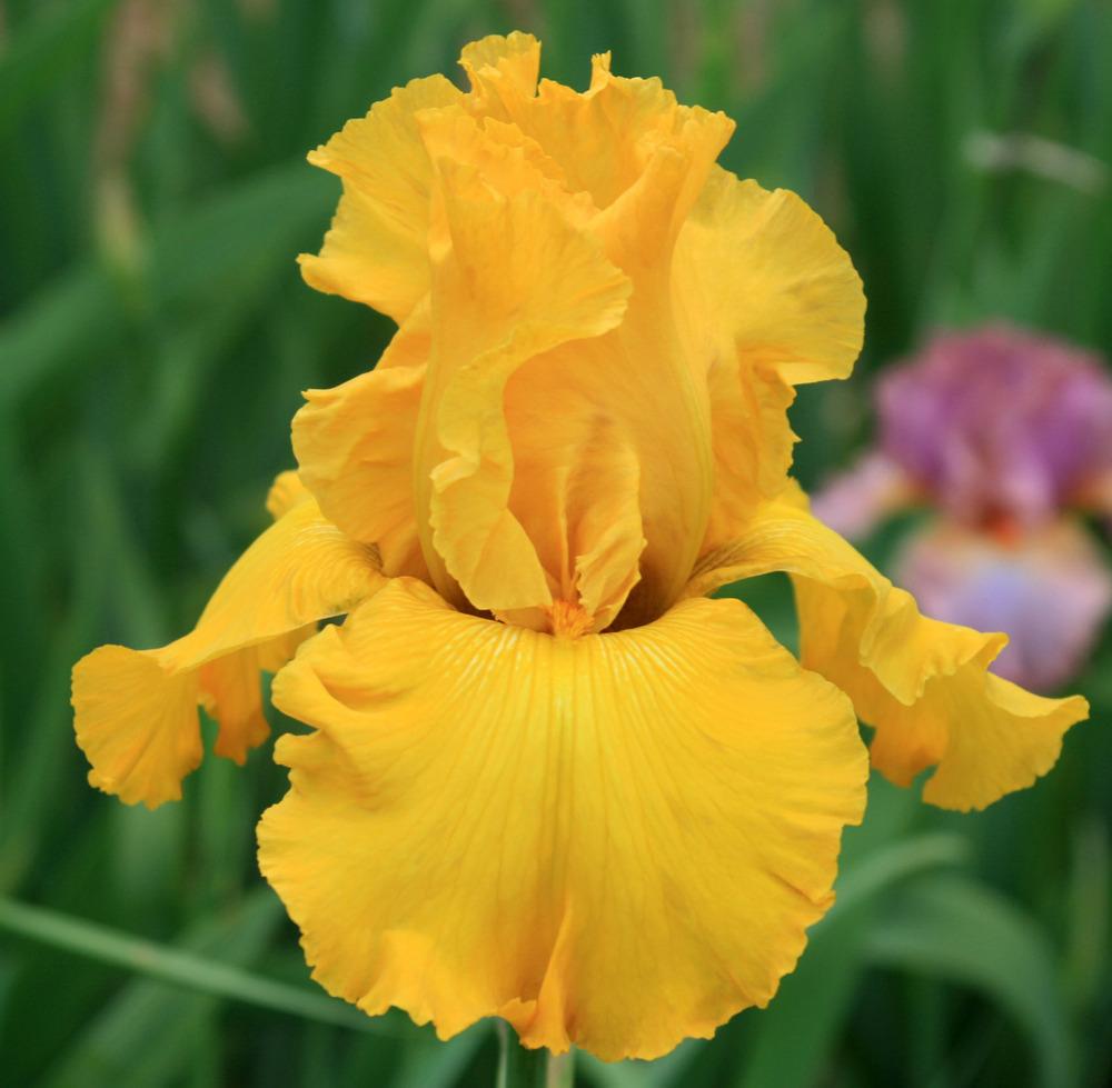 Photo of Tall Bearded Iris (Iris 'Gold Country') uploaded by Snork