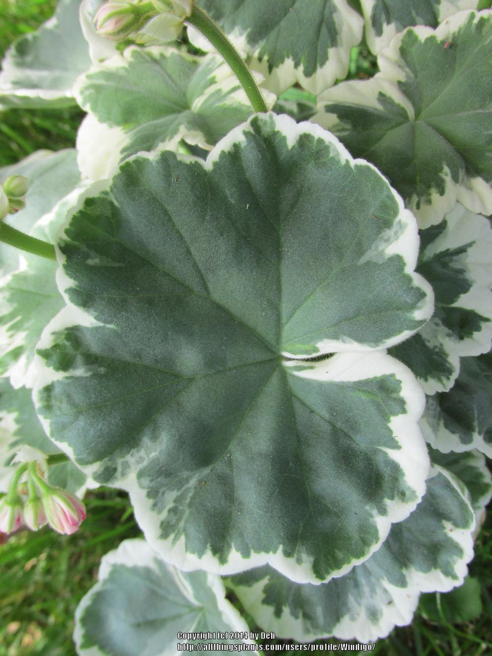 Photo of Zonal Geranium (Pelargonium x hortorum 'Mrs. Peters') uploaded by Windigo