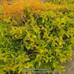 Location: Paraty town, Brazil
Date: 2013-12-22
The long orange windings stems on top are from a parasitic vine: 