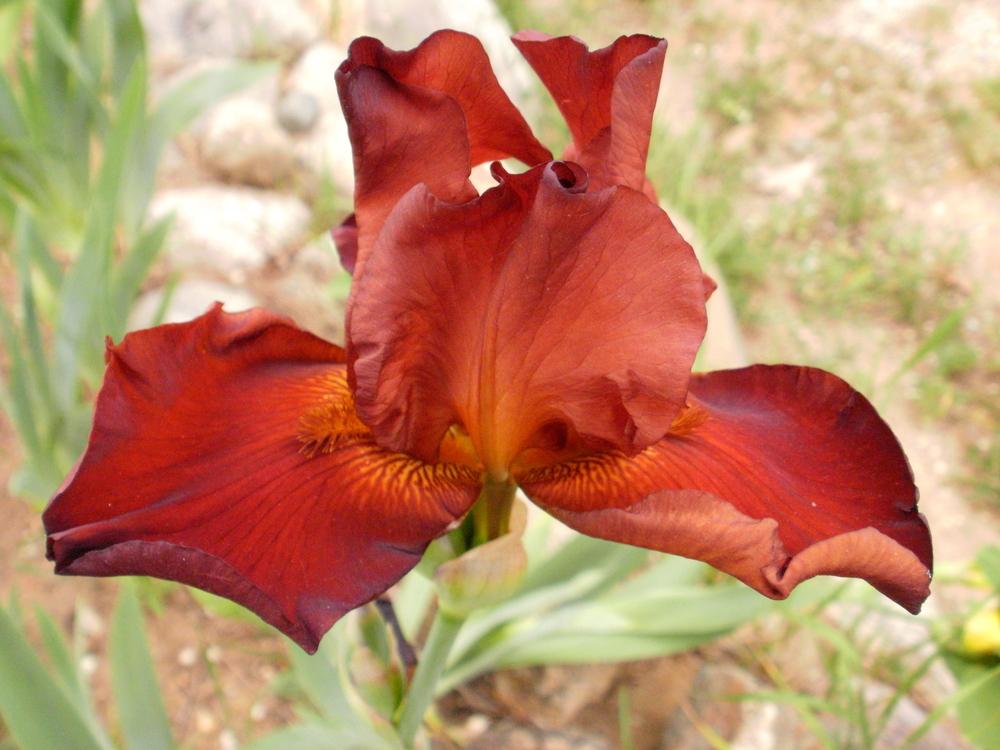 Photo of Tall Bearded Iris (Iris 'Brimstone') uploaded by bramedog