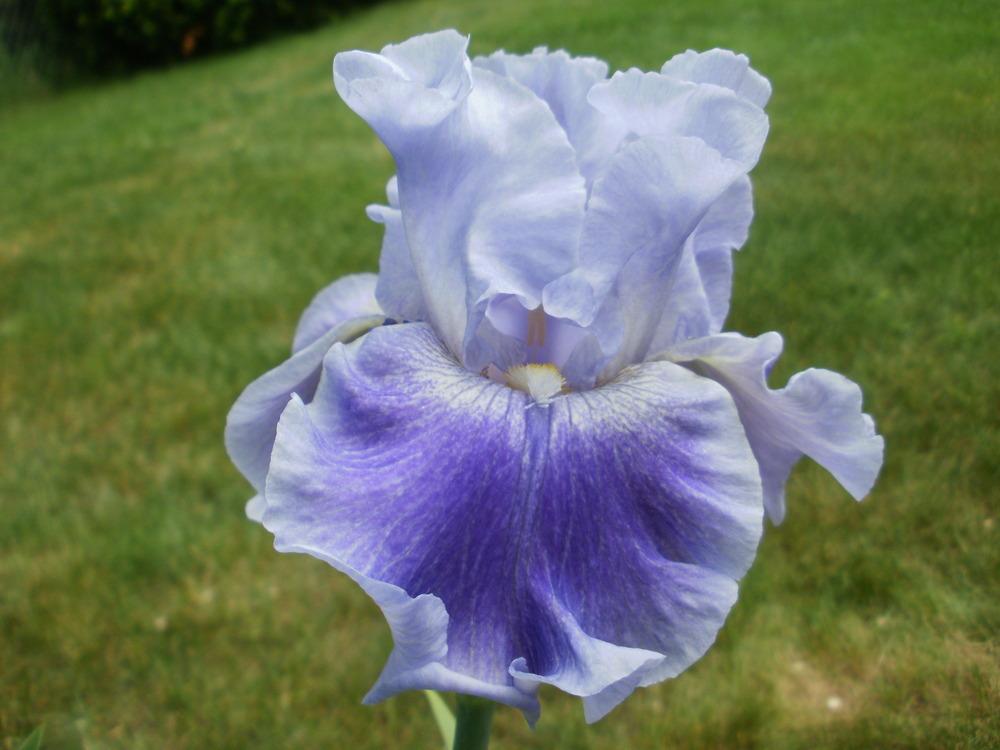 Photo of Tall Bearded Iris (Iris 'Inside Job') uploaded by bramedog