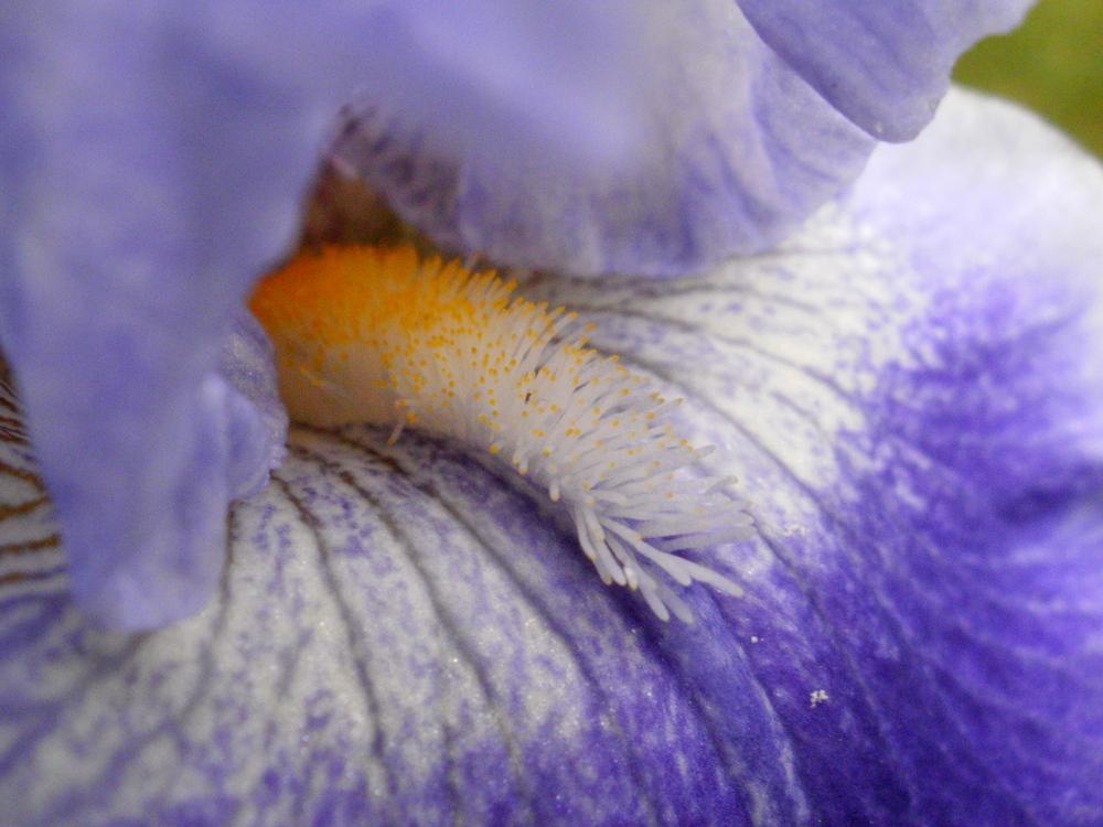 Photo of Tall Bearded Iris (Iris 'Inside Job') uploaded by bramedog