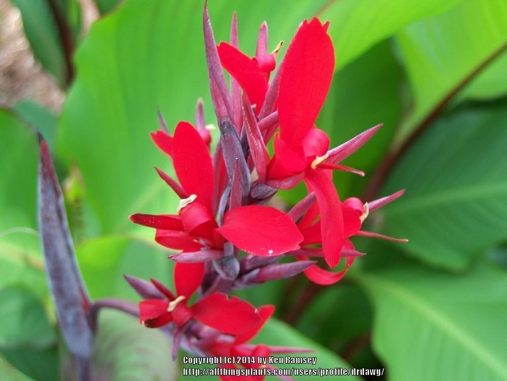 Photo of Canna (Canna indica 'Sunset') uploaded by drdawg