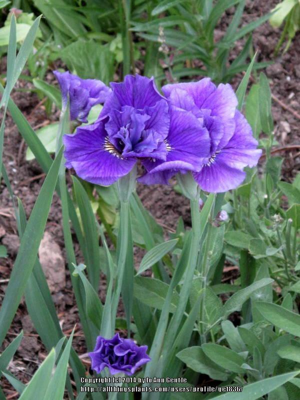 Photo of Siberian Iris (Iris 'Roaring Jelly') uploaded by ge1836