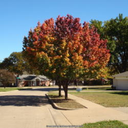 Location: Garland (Dallas), TX
Date: 2012-11-06
Fall foliage, taken at a house a few streets over.
