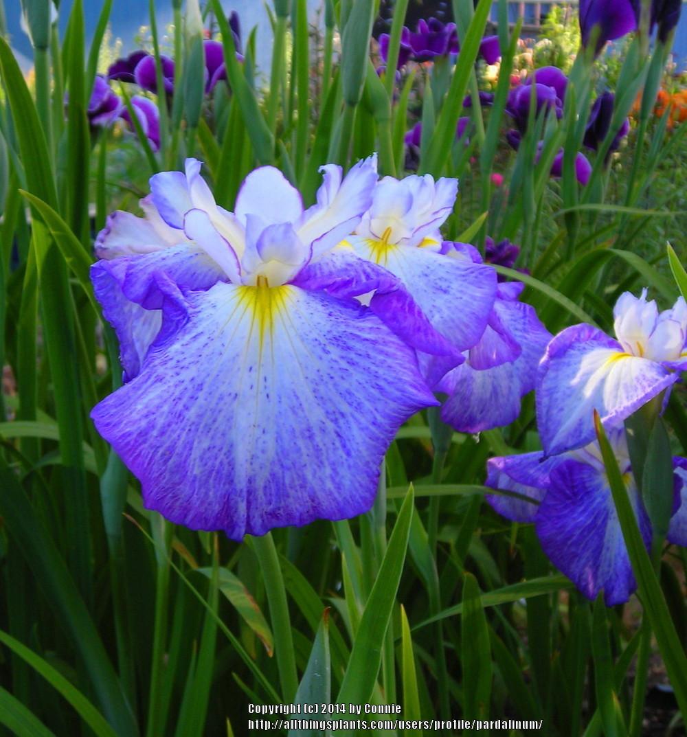 Photo of Japanese Iris (Iris ensata 'Freckled Peacock') uploaded by pardalinum