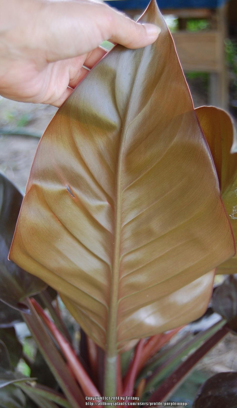 Photo of Blushing Philodendron (Philodendron Prismacolor™ Pop Art) uploaded by purpleinopp