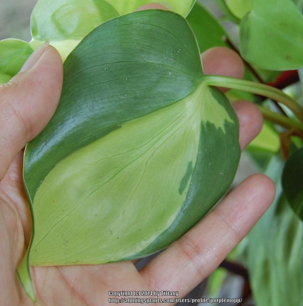 Photo of Philodendron (Philodendron hederaceum var. oxycardium 'Brasil') uploaded by purpleinopp