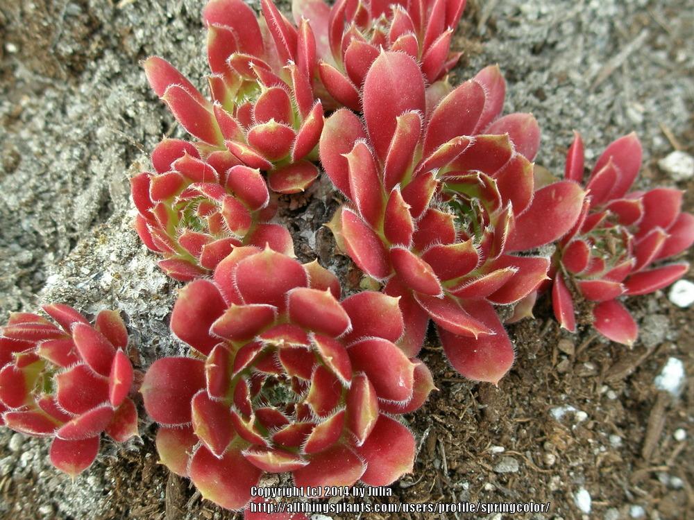 Photo of Hen and Chicks (Sempervivum 'Ohioan') uploaded by springcolor