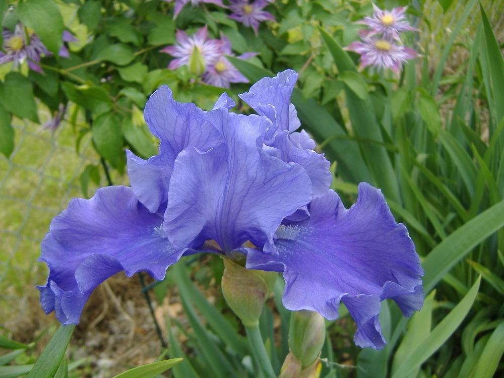 Photo of Tall Bearded Iris (Iris 'Pledge Allegiance') uploaded by tveguy3