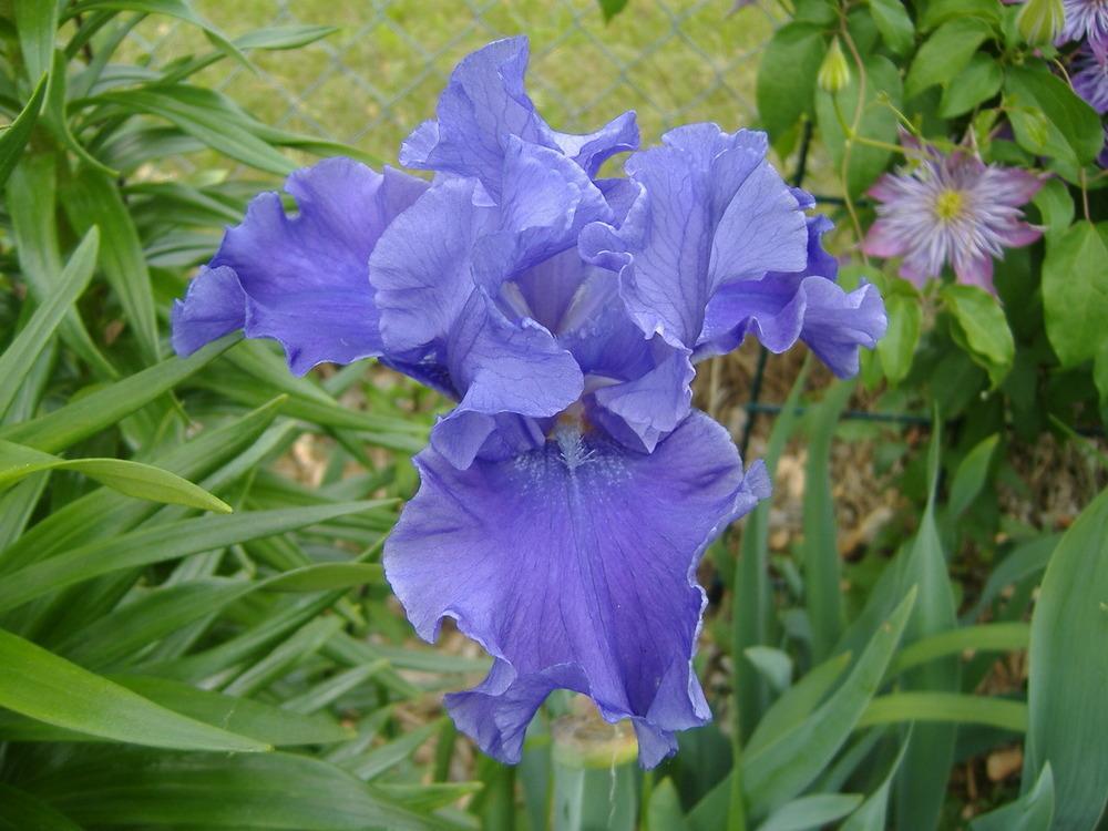 Photo of Tall Bearded Iris (Iris 'Pledge Allegiance') uploaded by tveguy3