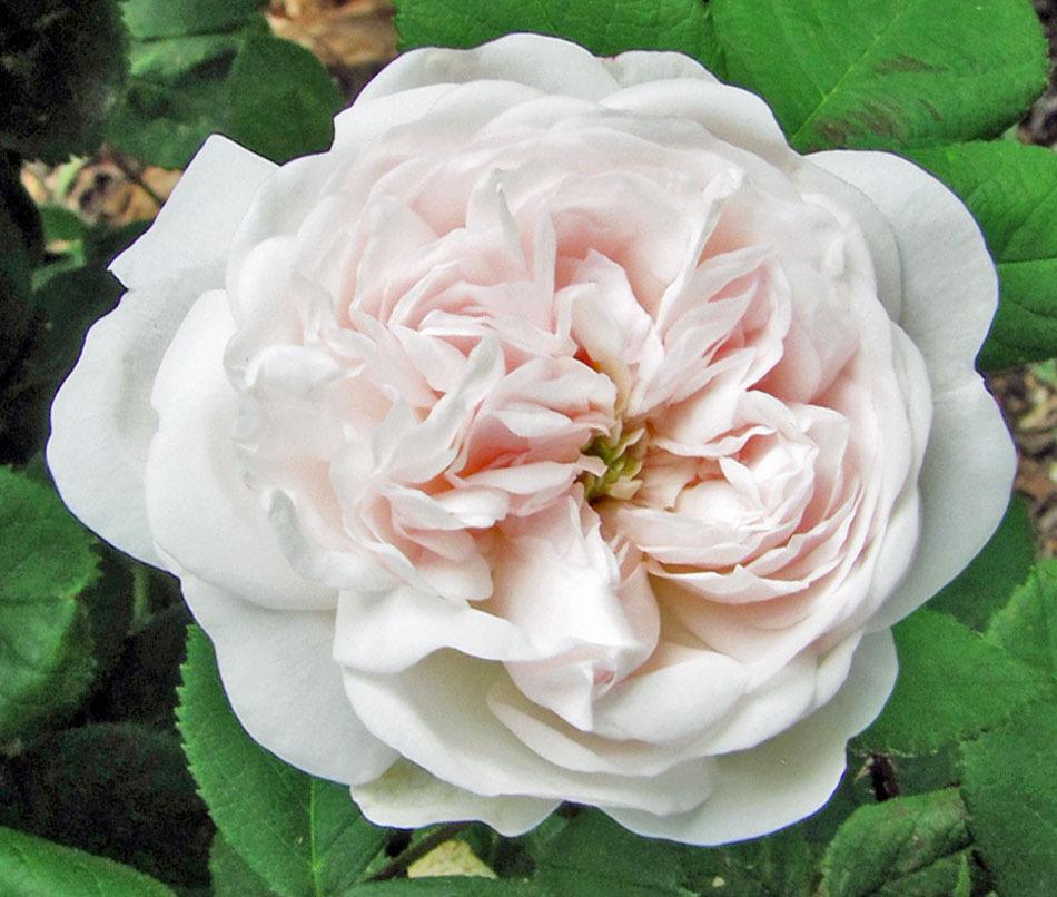 Photo of Rose (Rosa 'Madame Hardy') uploaded by TBGDN