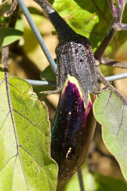 Photo of Eggplant (Solanum melongena 'Ichiban') uploaded by ckatNM