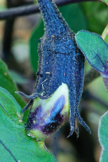 Photo of Eggplant (Solanum melongena 'Ichiban') uploaded by ckatNM