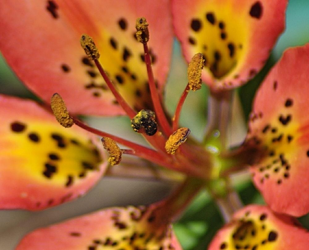 Photo of Wood Lily (Lilium philadelphicum) uploaded by dirtdorphins