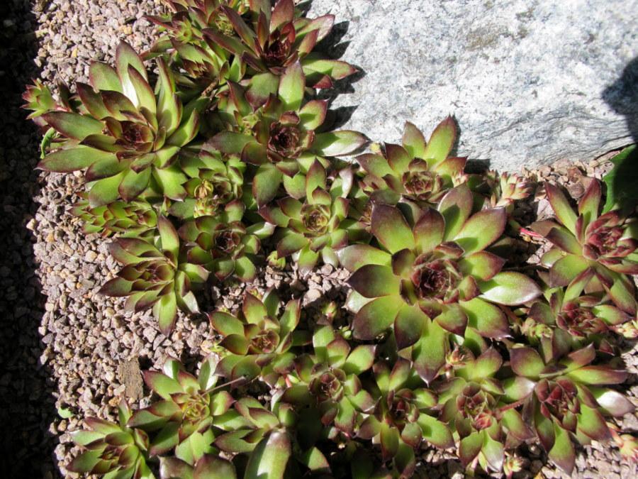 Photo of Hen and Chicks (Sempervivum 'Maria Laach') uploaded by goldfinch4
