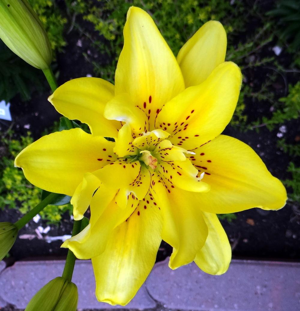 Photo of Lily (Lilium 'Fata Morgana') uploaded by stilldew