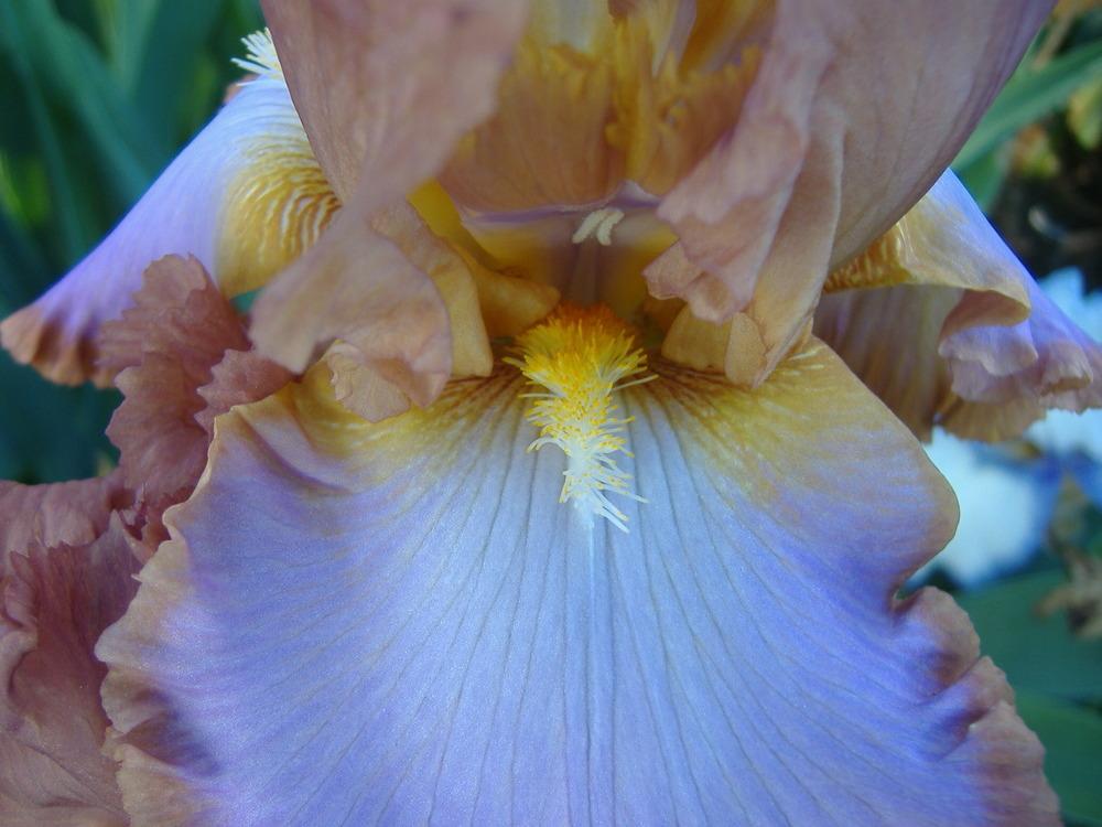 Photo of Tall Bearded Iris (Iris 'Competitive Edge') uploaded by tveguy3