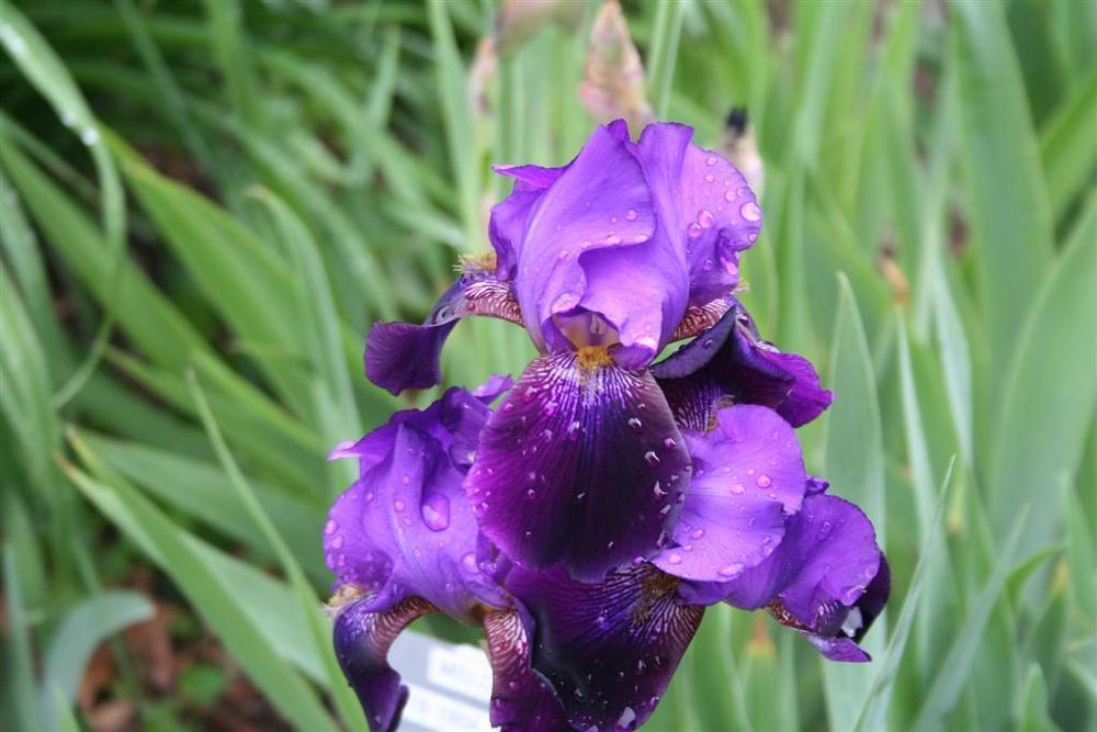 Photo of Tall Bearded Iris (Iris 'Indian Hills') uploaded by KentPfeiffer