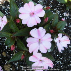 Location: My garden in Kentucky
Date: 2014-06-05
SunPatiens Compact Blush Pink Impatiens