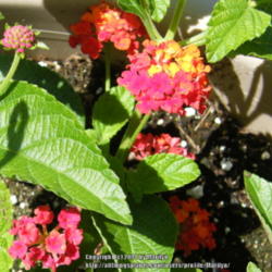Location: My garden in Kentucky
Date: 2014-06-07
Love this Lantana variety!
