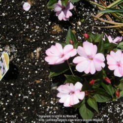 Location: My garden in Kentucky
Date: 2014-06-05
SunPatiens Compact Blush Pink Impatiens