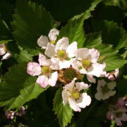 Location: Sherwood Oregon
Date: 2014-06-09 
Marionberry blossoms