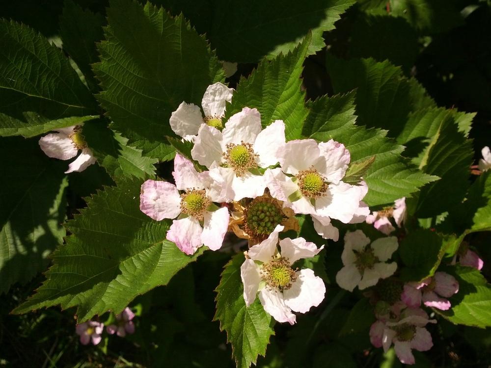 Photo of Marion Blackberry (Rubus 'Marion') uploaded by Toni