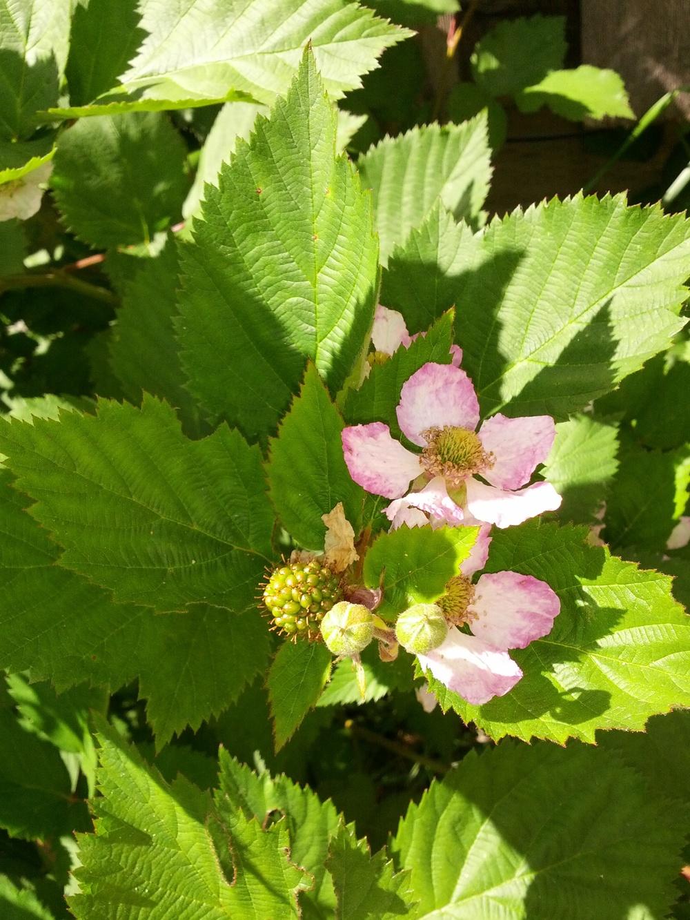 Photo of Marion Blackberry (Rubus 'Marion') uploaded by Toni
