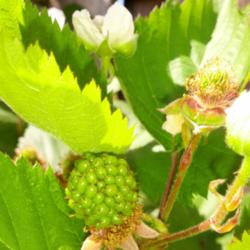 Location: Sherwood Oregon
Date: 2014-06-09 
Unripe marionberry