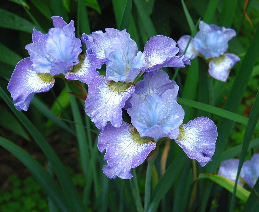 Photo of Siberian Iris (Iris 'Lavender Fair') uploaded by eclayne