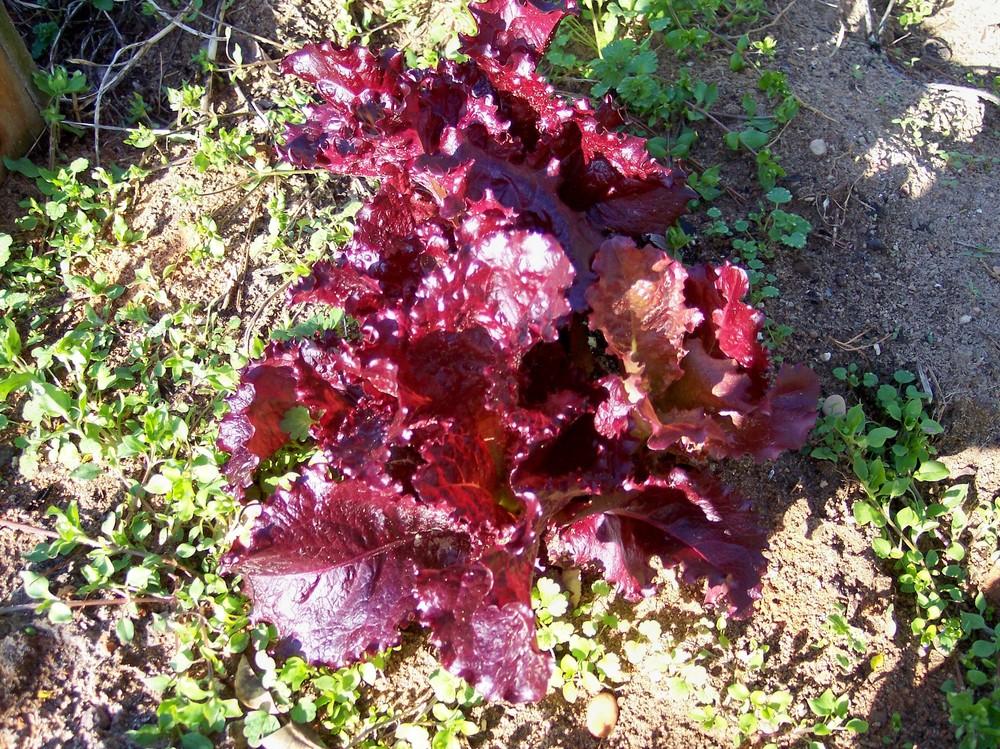 Lettuces Plant Care and Collection of Varieties