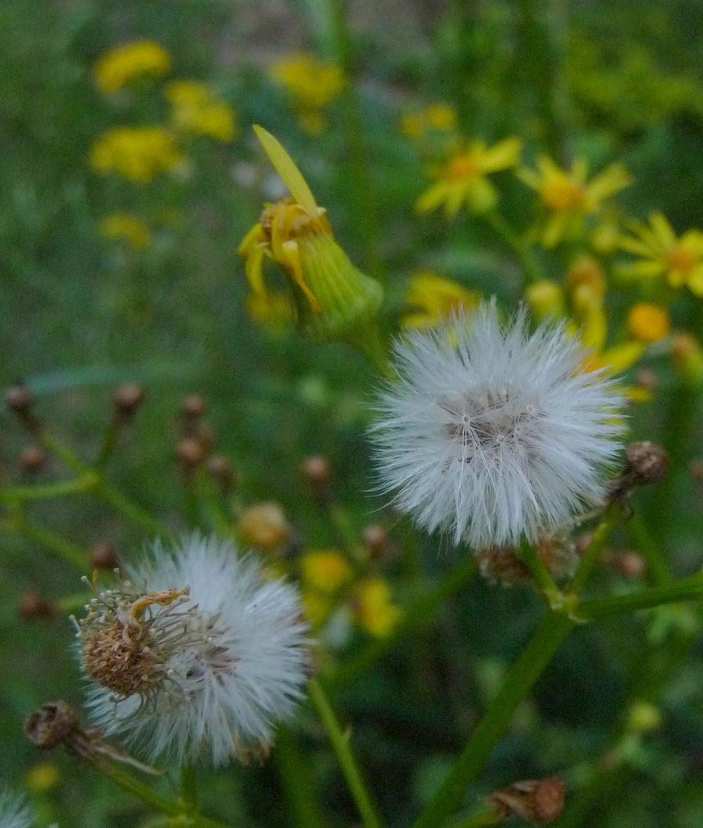 Photo of Butterweed (Packera glabella) uploaded by gardengus