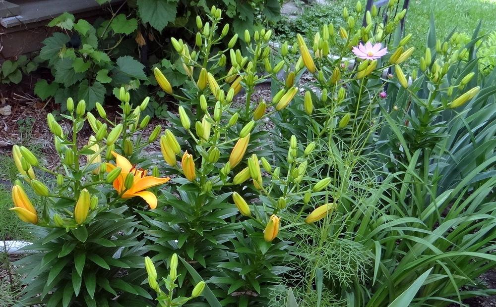 Photo of Lily (Lilium 'Compass') uploaded by stilldew