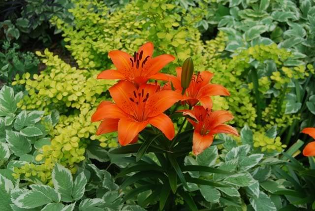 Photo of Lilies (Lilium) uploaded by Cinta